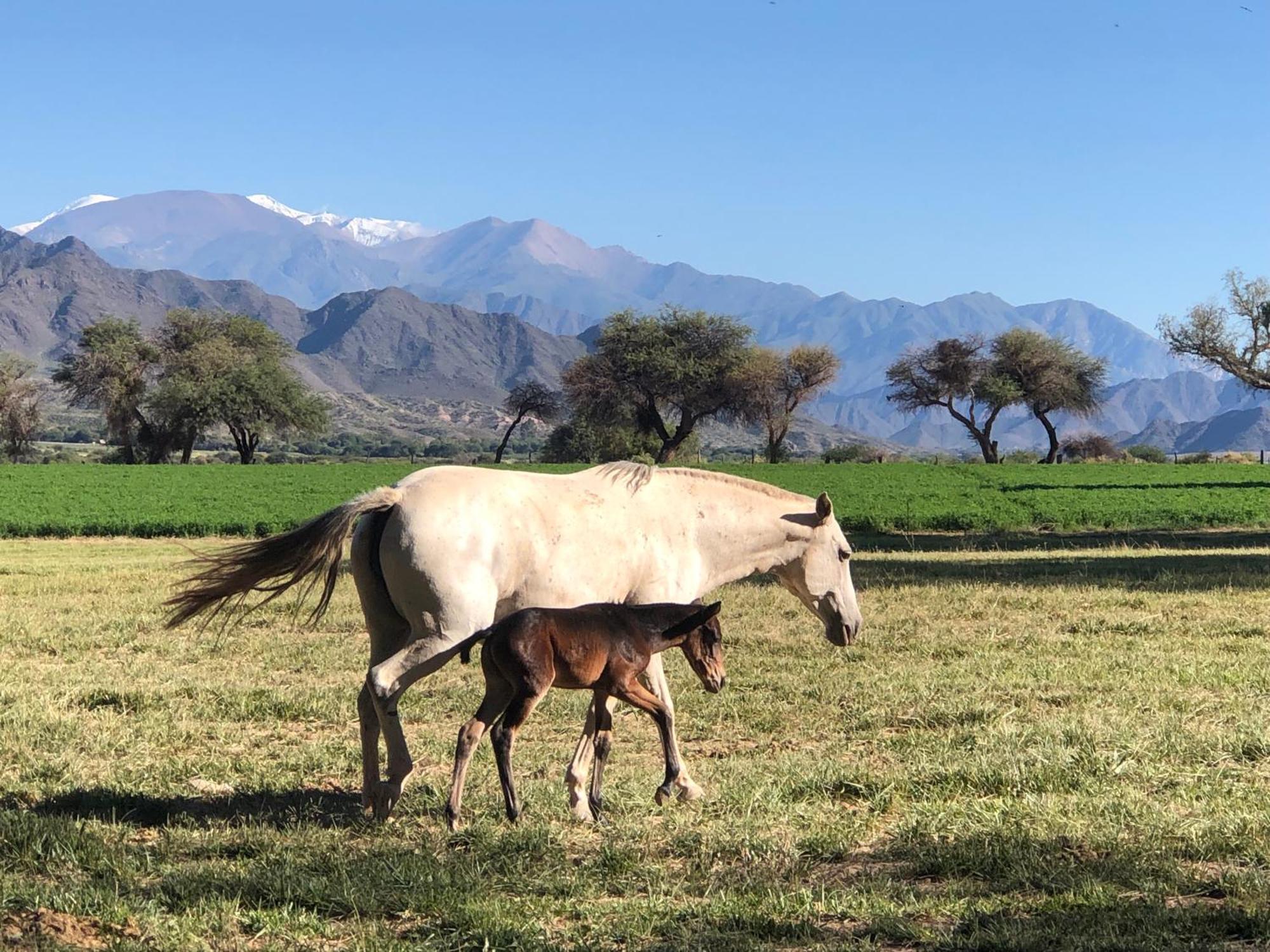Estancia Banda Grande - Horse & Hiking Safaris Molinos Kültér fotó
