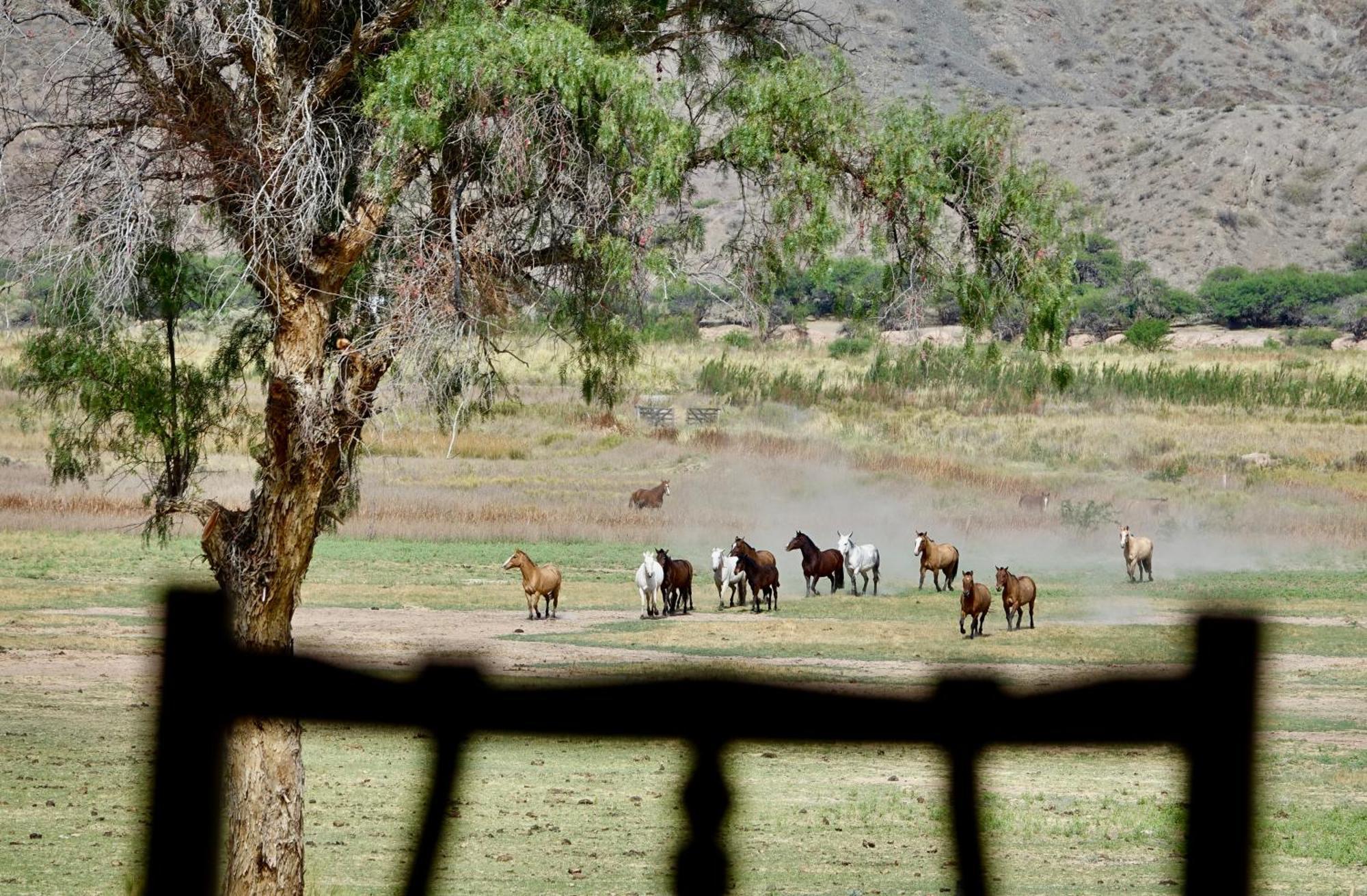Estancia Banda Grande - Horse & Hiking Safaris Molinos Kültér fotó